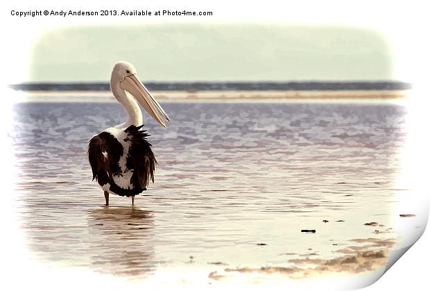 Australian Pelican by the Sea Print by Andy Anderson