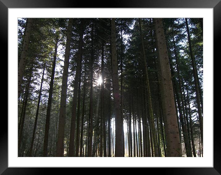 sun through the trees Framed Mounted Print by Coral Luke