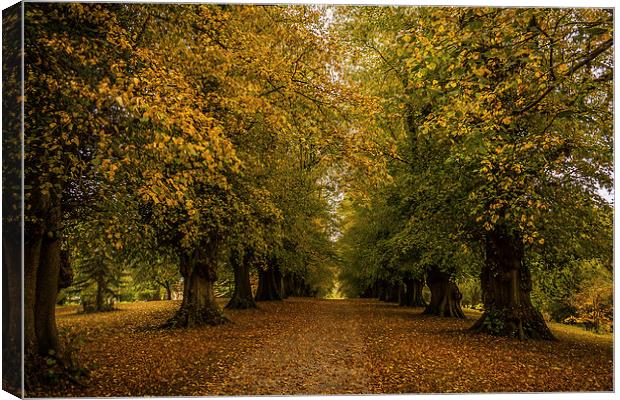 Avenue of Trees at Constable Burton Hall Canvas Print by Peter McCormack