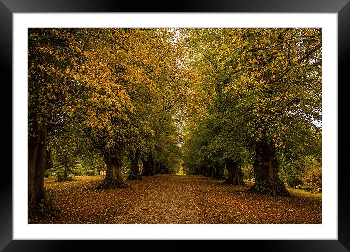 Avenue of Trees at Constable Burton Hall Framed Mounted Print by Peter McCormack