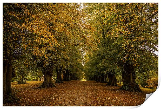 Avenue of Trees at Constable Burton Hall Print by Peter McCormack