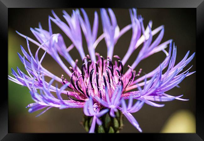 Unidentified Flower Framed Print by Peter McCormack