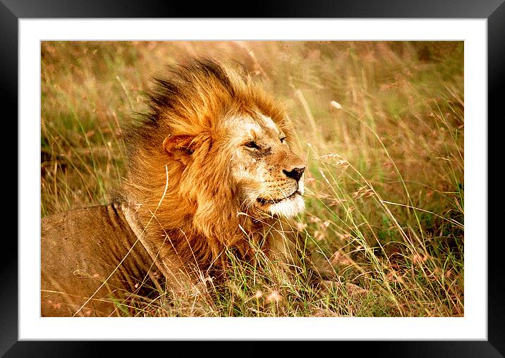 JST2407 Male Lion, Masai Mara, Kenya Framed Mounted Print by Jim Tampin