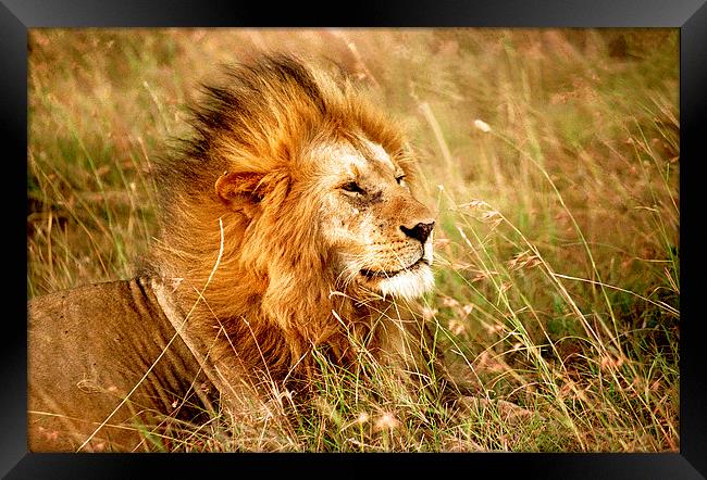 JST2407 Male Lion, Masai Mara, Kenya Framed Print by Jim Tampin