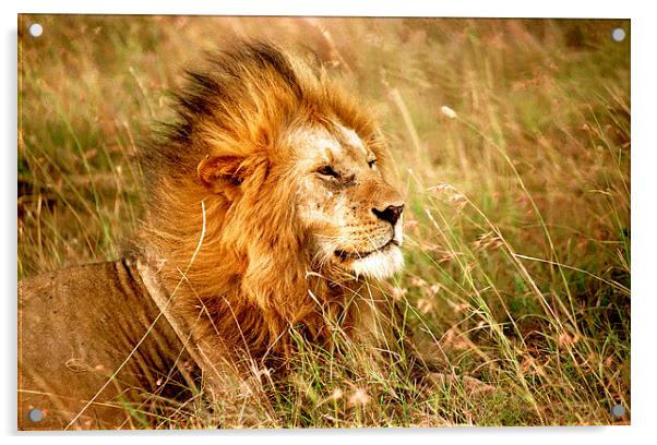 JST2407 Male Lion, Masai Mara, Kenya Acrylic by Jim Tampin