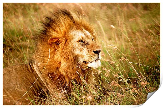 JST2407 Male Lion, Masai Mara, Kenya Print by Jim Tampin
