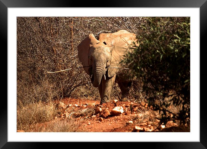 JST2391 Young Elephant enjoying life Framed Mounted Print by Jim Tampin