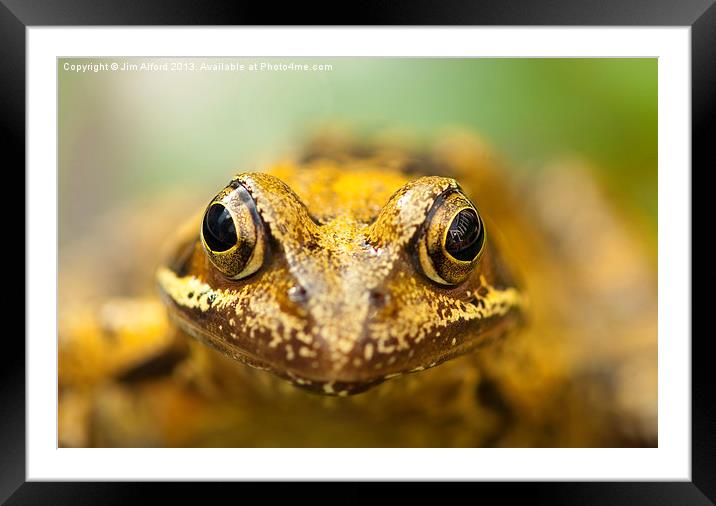 Common Frog Framed Mounted Print by Jim Alford