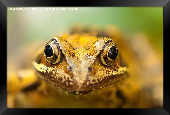Common Frog Framed Print by Jim Alford