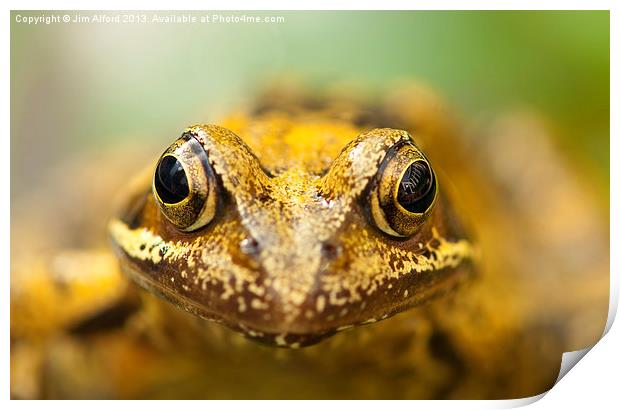 Common Frog Print by Jim Alford