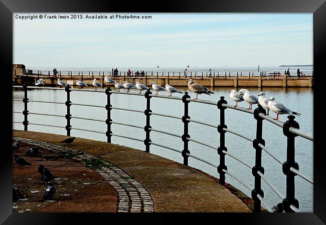 Circular seagulls Framed Print by Frank Irwin