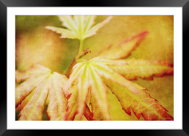 Japanese Maple Leaves Autumn Colors Texture Effect Framed Mounted Print by Natalie Kinnear