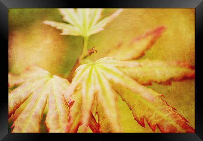 Japanese Maple Leaves Autumn Colors Texture Effect Framed Print by Natalie Kinnear