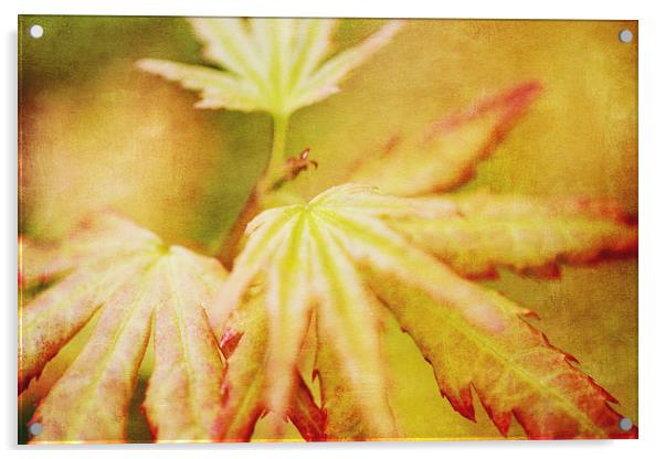 Japanese Maple Leaves Autumn Colors Texture Effect Acrylic by Natalie Kinnear