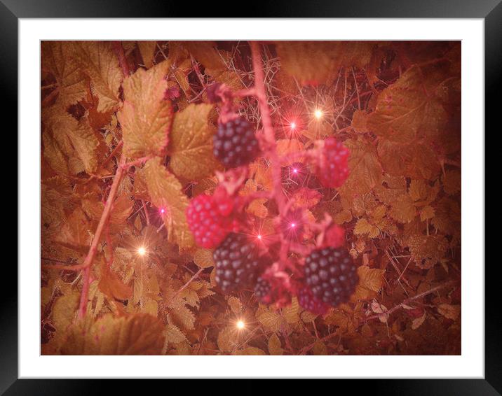 Blackberry Cocktail. Framed Mounted Print by Heather Goodwin