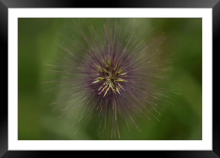 Grass or Bug Framed Mounted Print by Michelle Orai