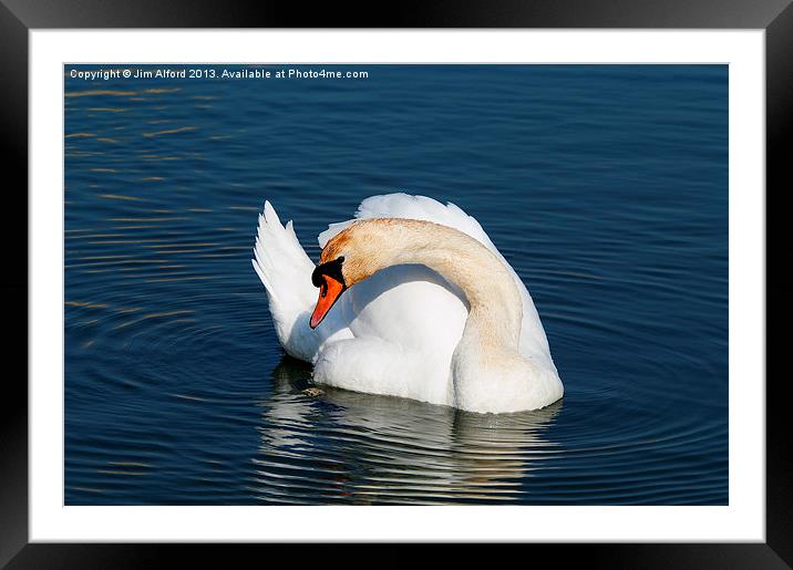 Mute Swan Framed Mounted Print by Jim Alford