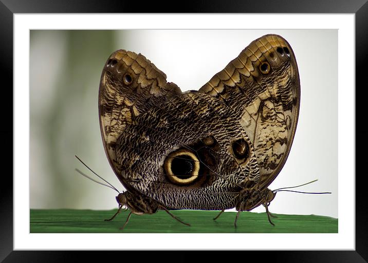 A pair of Owl butterflies Framed Mounted Print by R K Photography