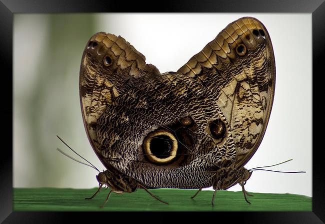 A pair of Owl butterflies Framed Print by R K Photography