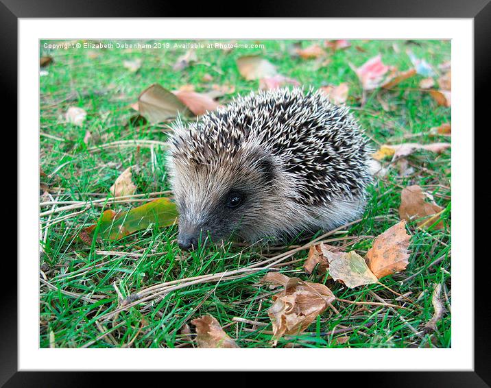 Young Hedgehog Framed Mounted Print by Elizabeth Debenham