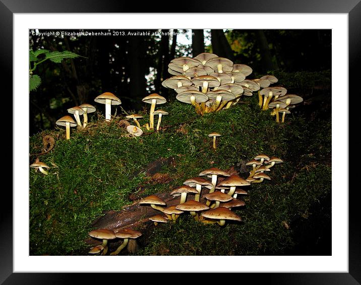 Fairy Ring of Mushrooms Framed Mounted Print by Elizabeth Debenham
