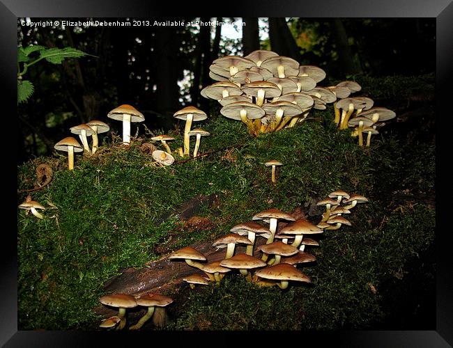 Fairy Ring of Mushrooms Framed Print by Elizabeth Debenham