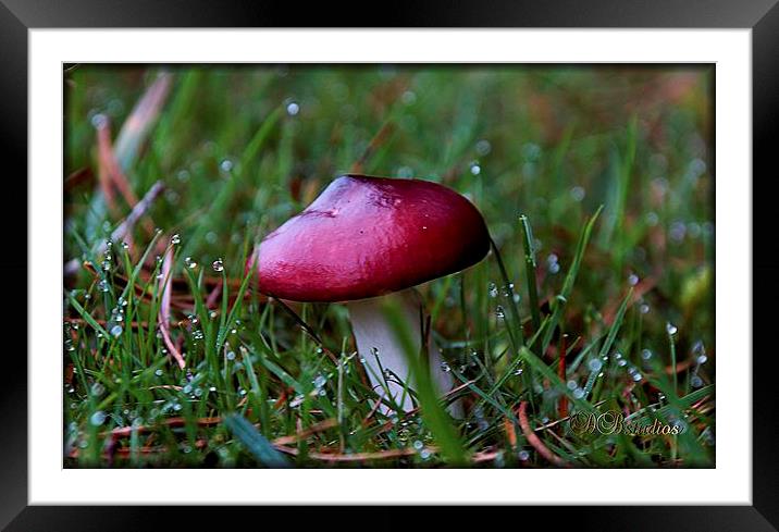 Red Cap Mushroom & Morning Dew Framed Mounted Print by Lady Debra Bowers L.R.P.S