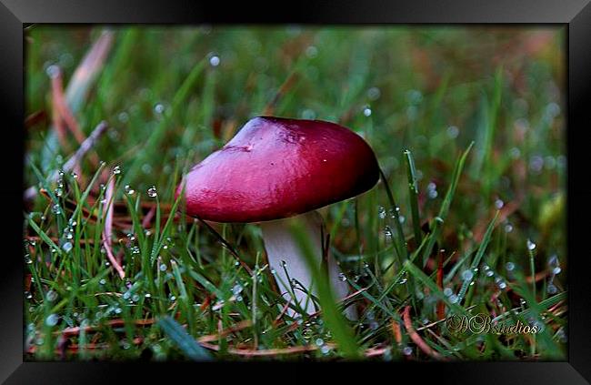 Red Cap Mushroom & Morning Dew Framed Print by Lady Debra Bowers L.R.P.S