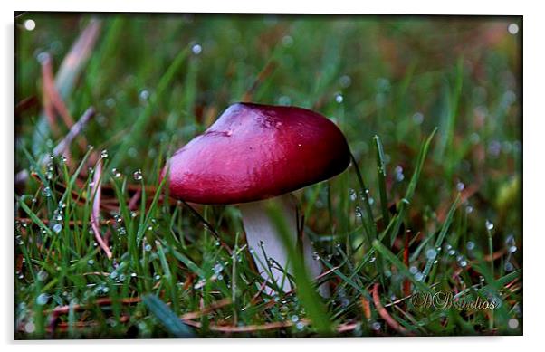Red Cap Mushroom & Morning Dew Acrylic by Lady Debra Bowers L.R.P.S