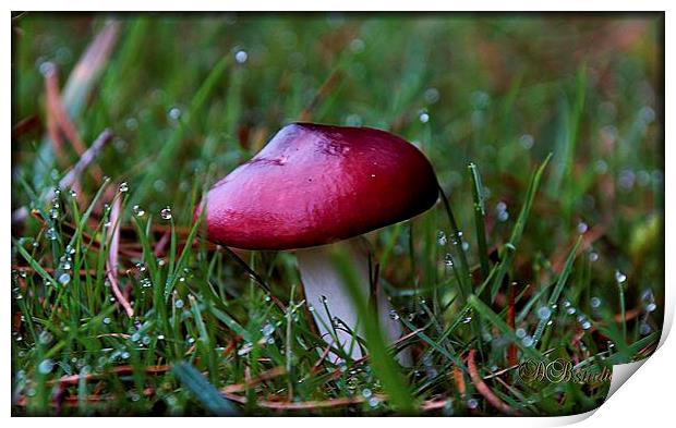 Red Cap Mushroom & Morning Dew Print by Lady Debra Bowers L.R.P.S