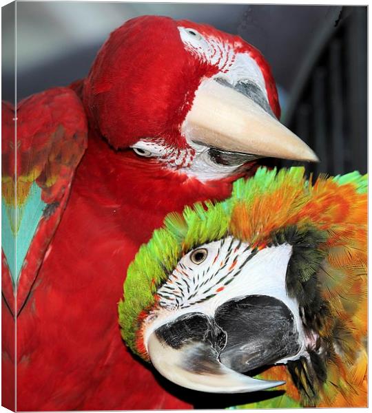 Macaw love Canvas Print by Mark Cake