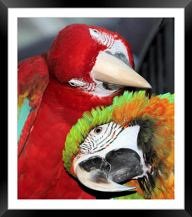 Macaw love Framed Mounted Print by Mark Cake