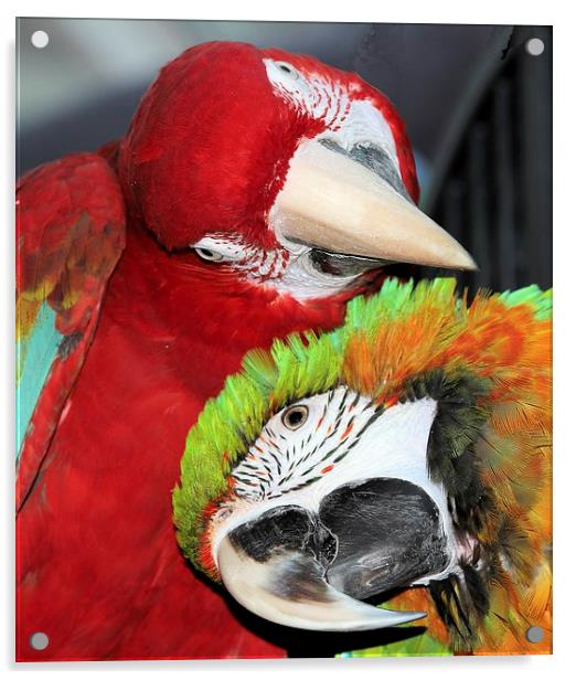 Macaw love Acrylic by Mark Cake