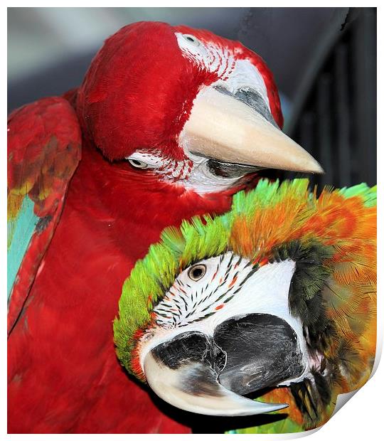 Macaw love Print by Mark Cake