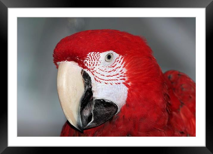 Green wing macaw portrait Framed Mounted Print by Mark Cake