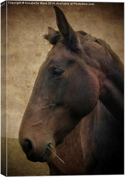 Horse Portrait Canvas Print by Annabelle Ward