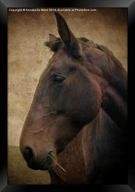 Horse Portrait Framed Print by Annabelle Ward