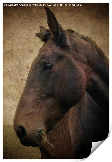 Horse Portrait Print by Annabelle Ward