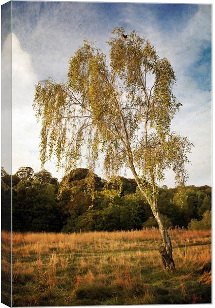 Silver Birch in Ryton Willows Canvas Print by Ray Pritchard