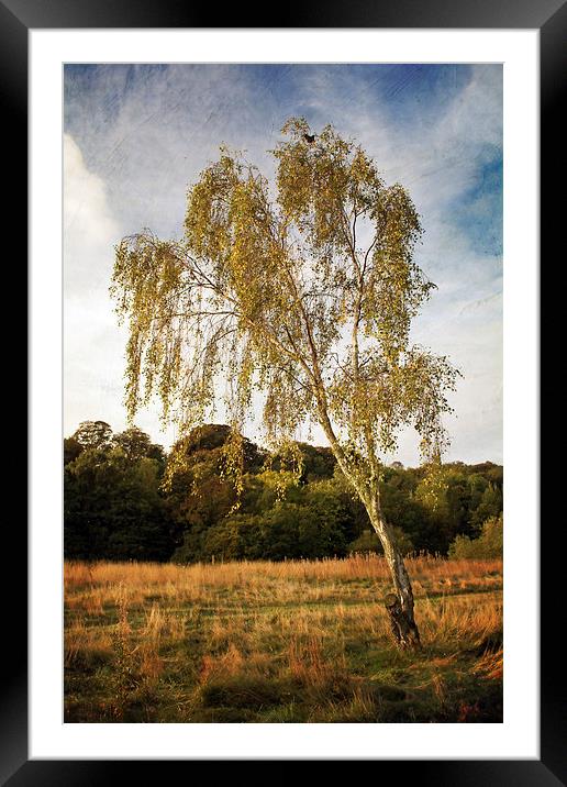 Silver Birch in Ryton Willows Framed Mounted Print by Ray Pritchard