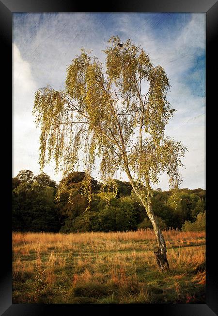 Silver Birch in Ryton Willows Framed Print by Ray Pritchard