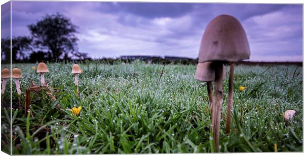 Dew at Dawn Canvas Print by Phil Wareham