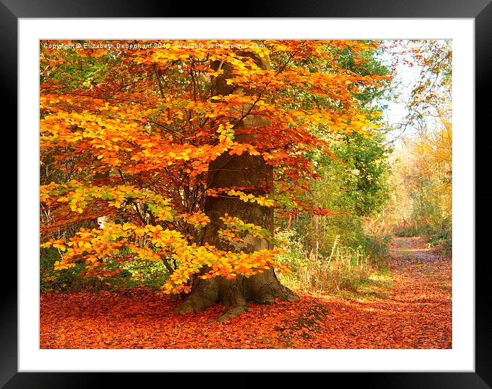 Beech Woodland in Autumn Framed Mounted Print by Elizabeth Debenham