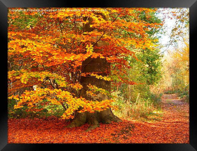 Beech Woodland in Autumn Framed Print by Elizabeth Debenham