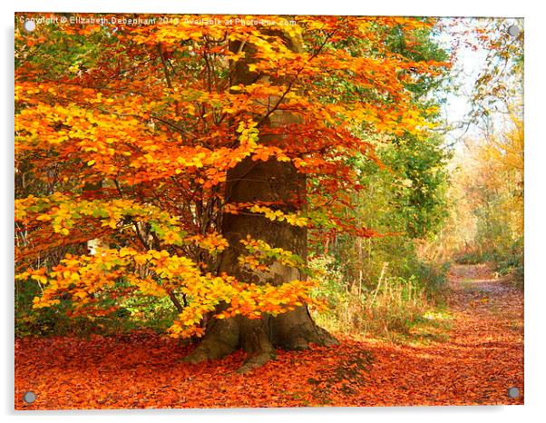 Beech Woodland in Autumn Acrylic by Elizabeth Debenham