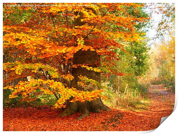 Beech Woodland in Autumn Print by Elizabeth Debenham