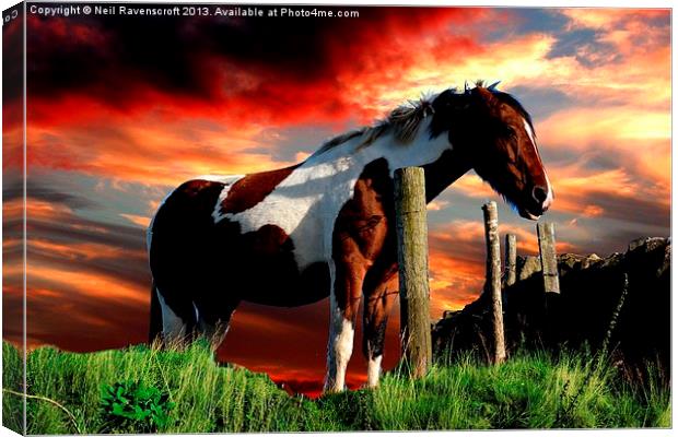 Equine Sunset Canvas Print by Neil Ravenscroft