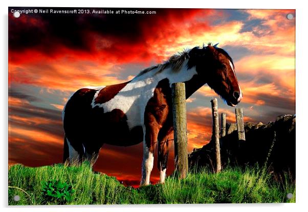 Equine Sunset Acrylic by Neil Ravenscroft