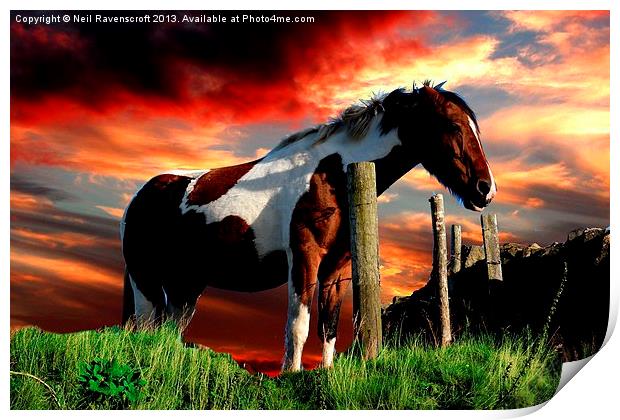 Equine Sunset Print by Neil Ravenscroft