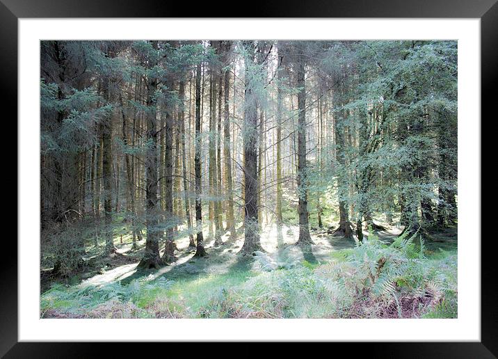 Enchanted Forest Framed Mounted Print by Gavin Wilson